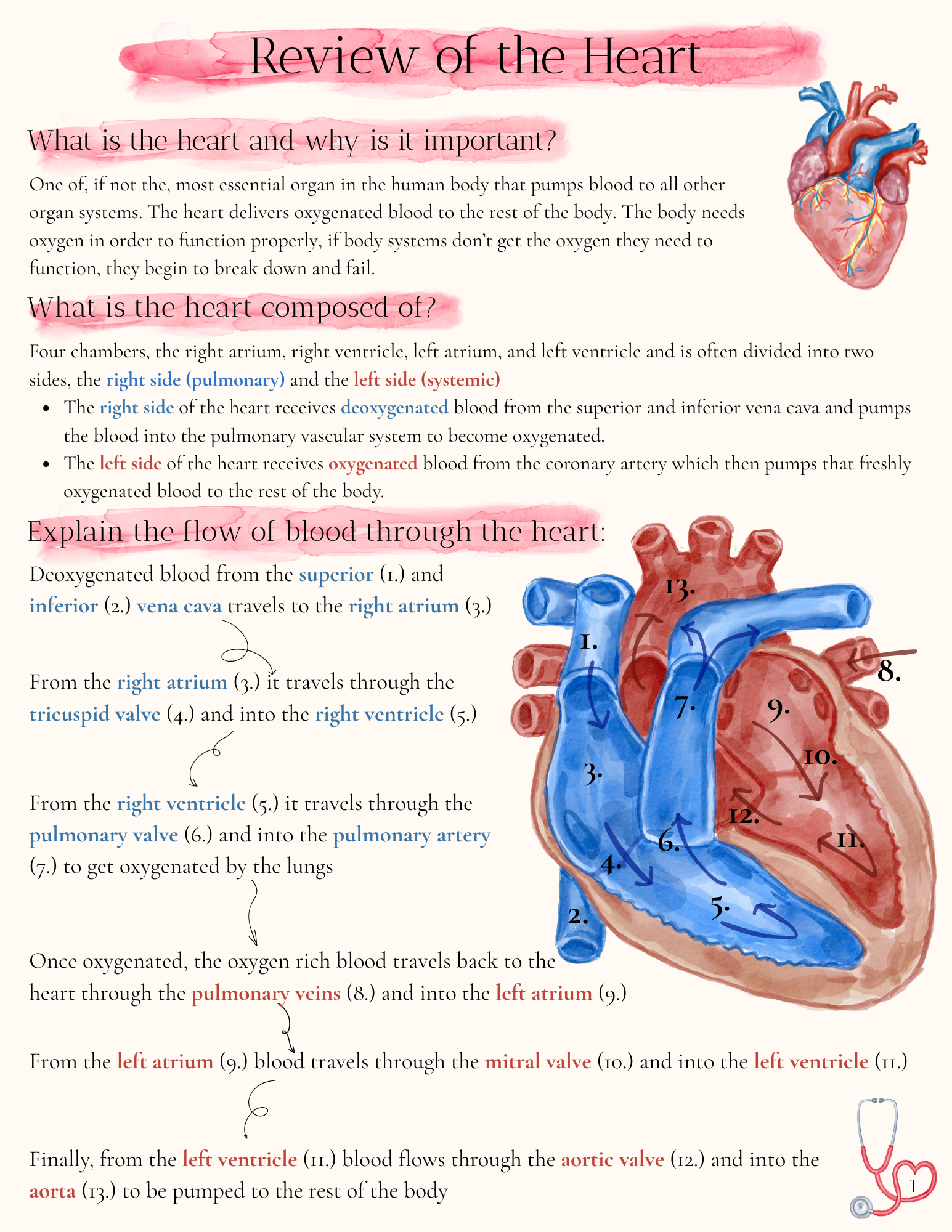 Cardiac Bundle